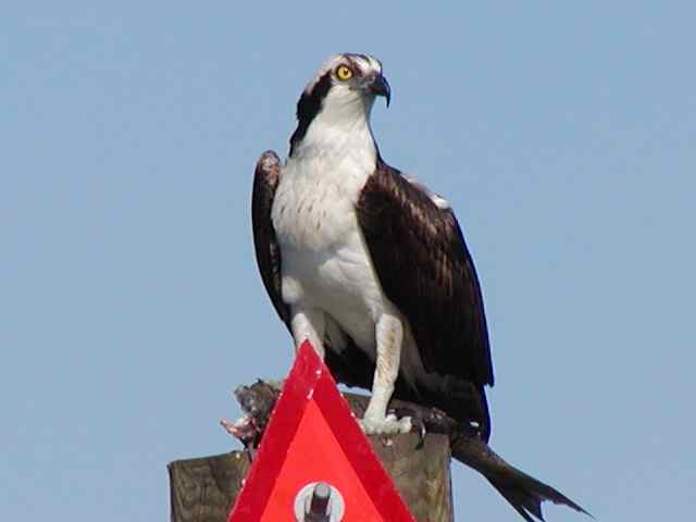 osprey uruguay