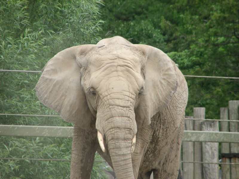 Toronto Zoo, African Elephant